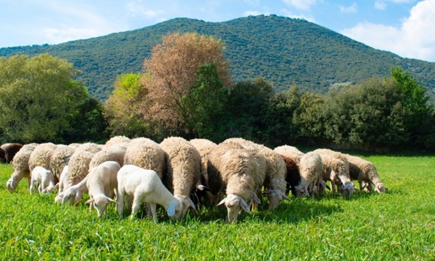 ΥπΑΑΤ: 24 νέες εστίες ευλογιάς στη Λάρισα